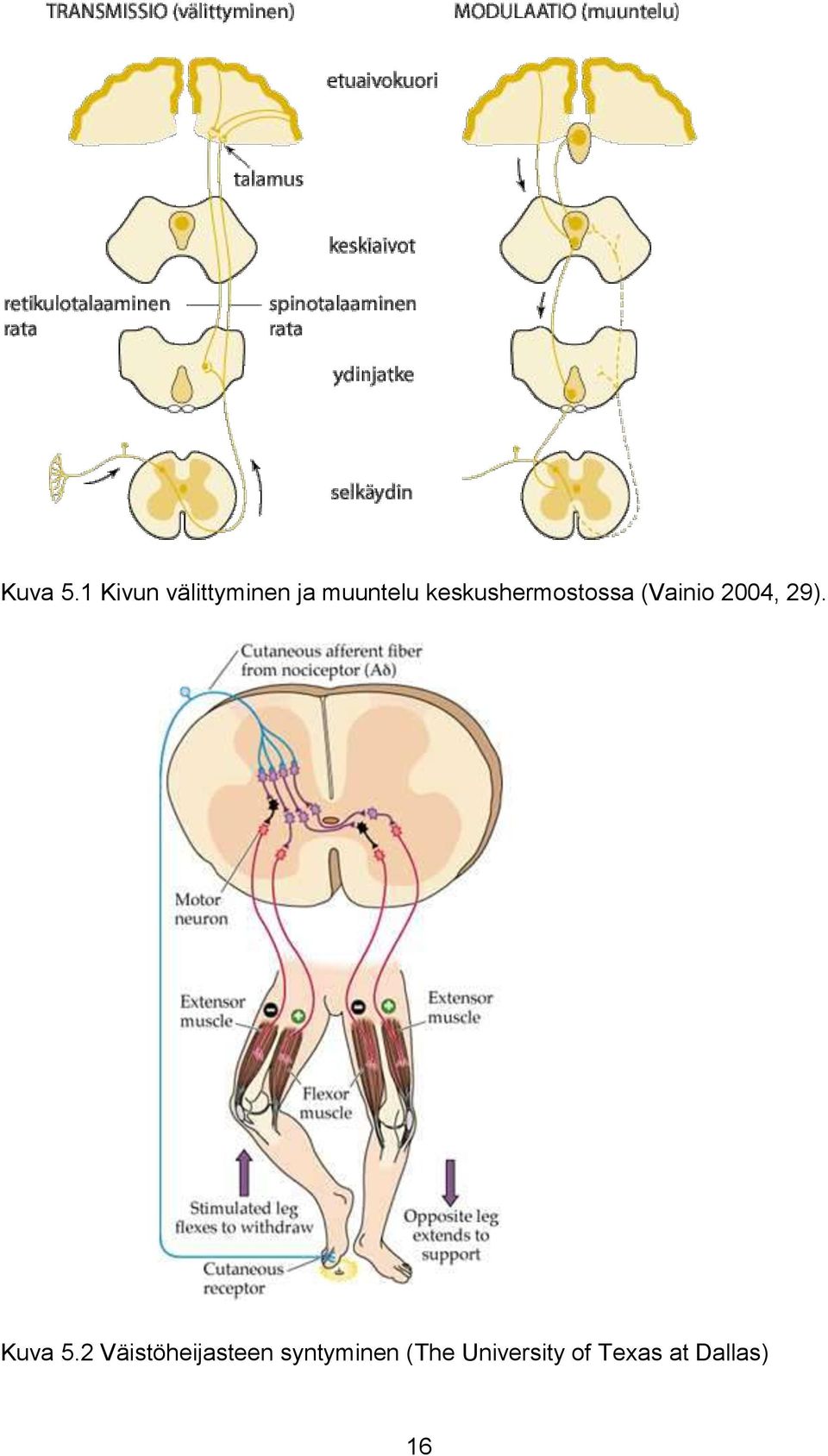 keskushermostossa (Vainio 2004, 29).