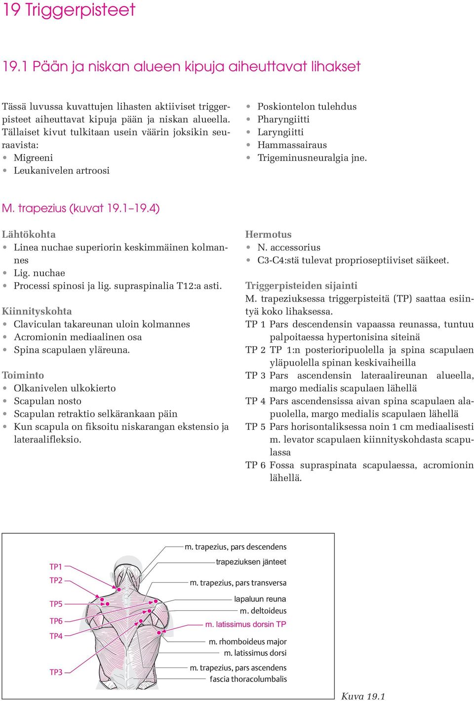 1 19.4) Lähtökohta Linea nuchae superiorin keskimmäinen kolmannes Lig. nuchae Processi spinosi ja lig. supraspinalia T12:a asti.