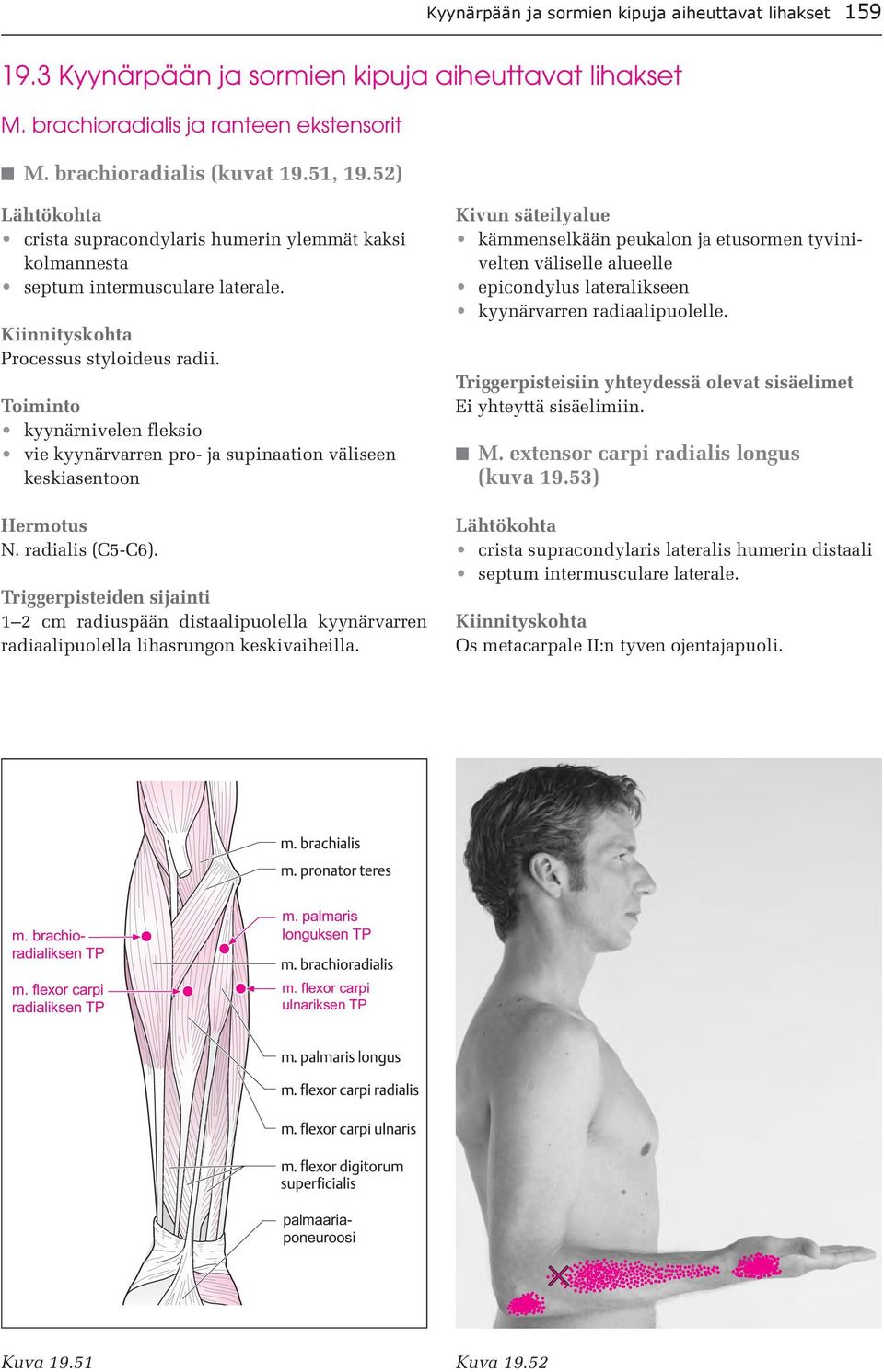 Toiminto kyynärnivelen fleksio vie kyynärvarren pro- ja supinaation väliseen keskiasentoon Hermotus N. radialis (C5-C6).