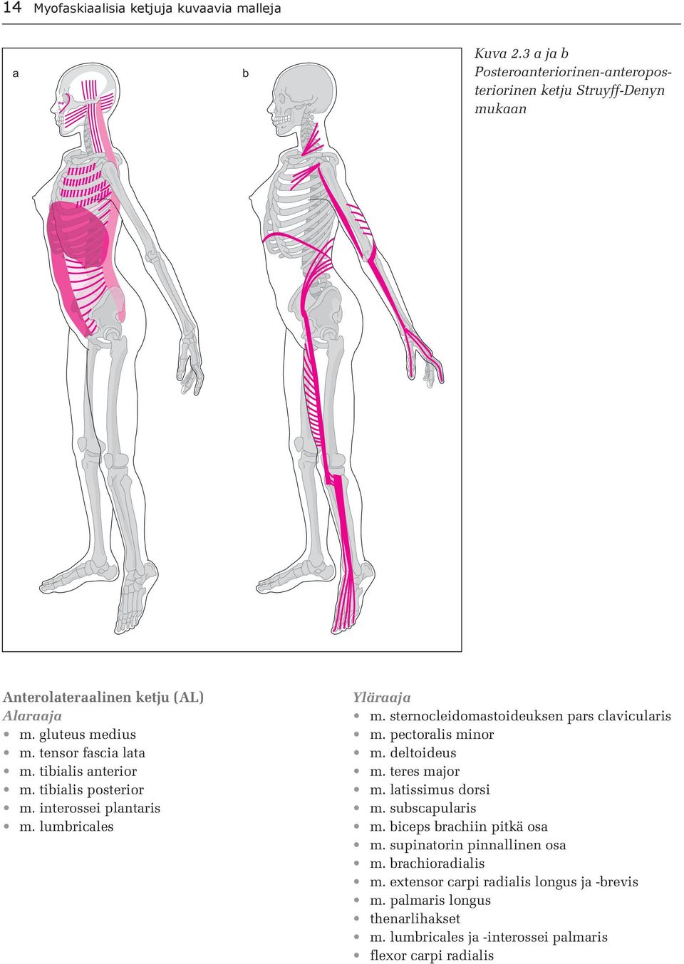 tibialis anterior m. tibialis posterior m. interossei plantaris m. lumbricales Yläraaja m. sternocleidomastoideuksen pars clavicularis m. pectoralis minor m.