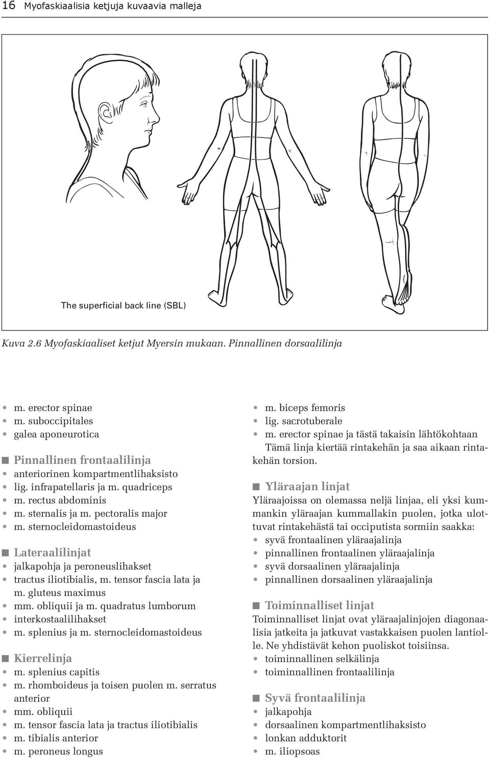 sternocleidomastoideus Lateraalilinjat jalkapohja ja peroneuslihakset tractus iliotibialis, m. tensor fascia lata ja m. gluteus maximus mm. obliquii ja m. quadratus lumborum interkostaalilihakset m.