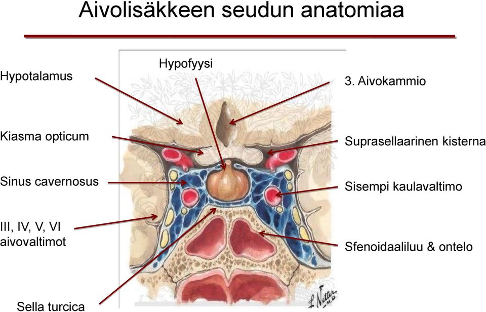 kisterna Sinus cavernosus Sisempi kaulavaltimo III,