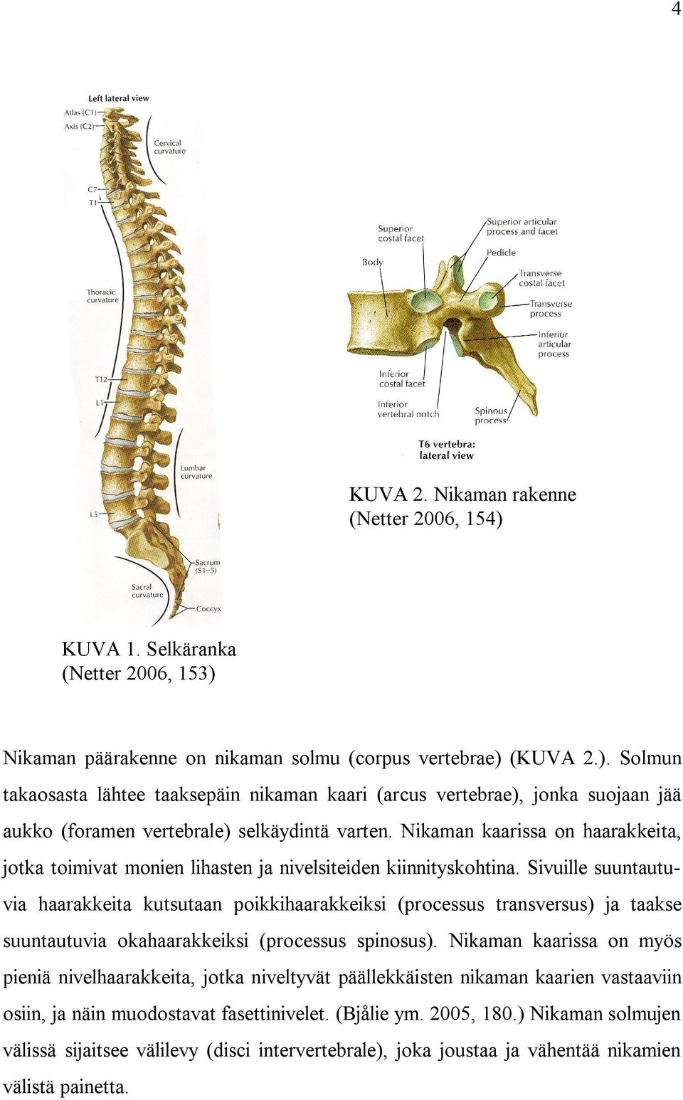 Sivuille suuntautuvia haarakkeita kutsutaan poikkihaarakkeiksi (processus transversus) ja taakse suuntautuvia okahaarakkeiksi (processus spinosus).