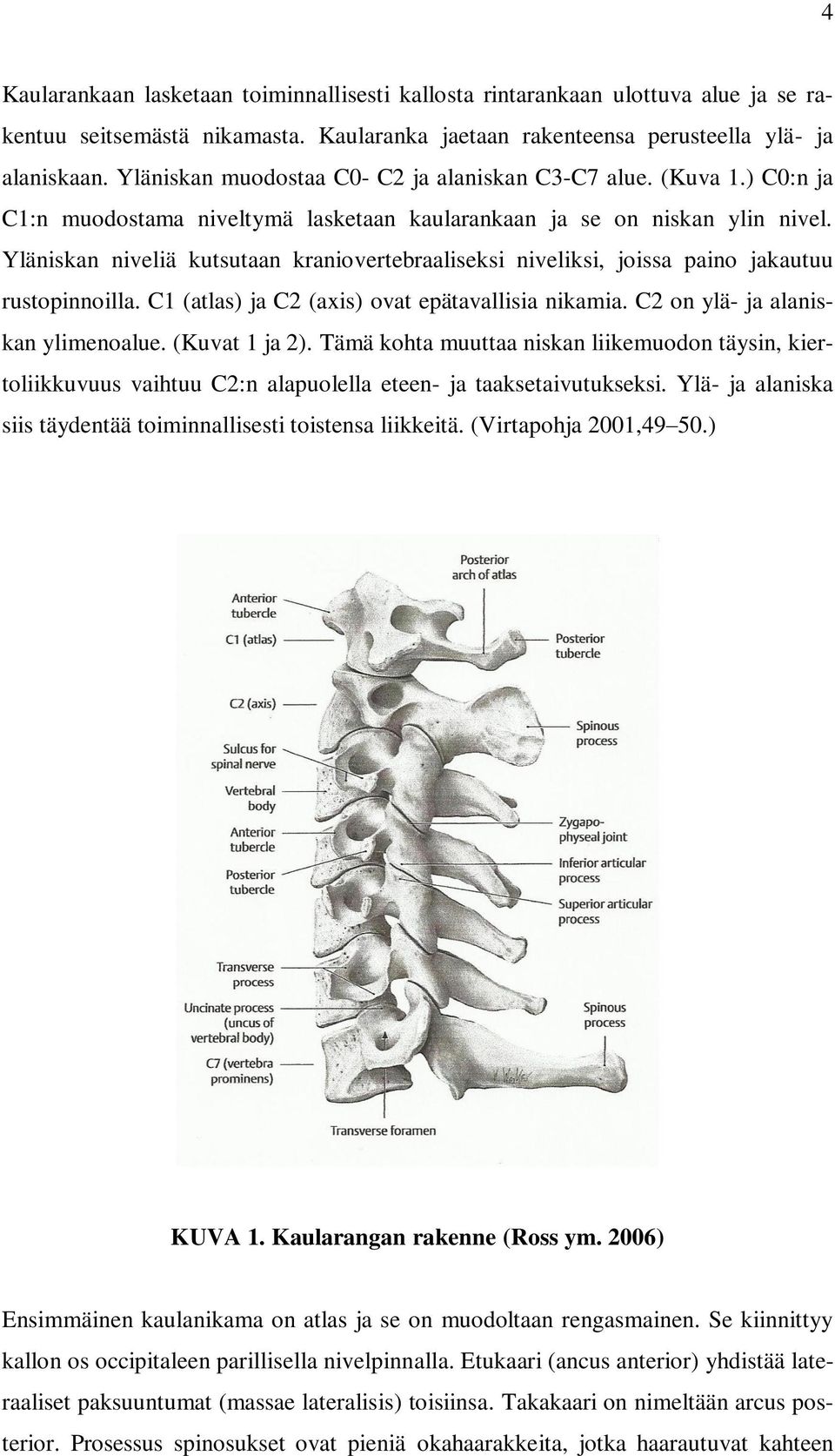 Yläniskan niveliä kutsutaan kraniovertebraaliseksi niveliksi, joissa paino jakautuu rustopinnoilla. C1 (atlas) ja C2 (axis) ovat epätavallisia nikamia. C2 on ylä- ja alaniskan ylimenoalue.