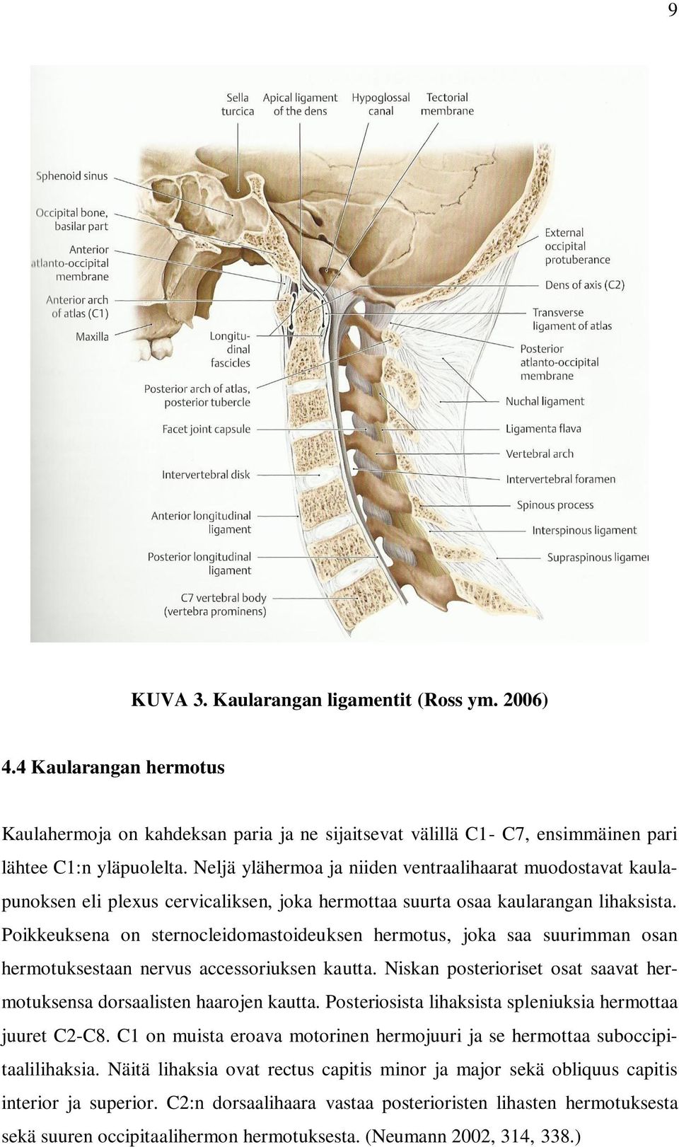 Poikkeuksena on sternocleidomastoideuksen hermotus, joka saa suurimman osan hermotuksestaan nervus accessoriuksen kautta. Niskan posterioriset osat saavat hermotuksensa dorsaalisten haarojen kautta.