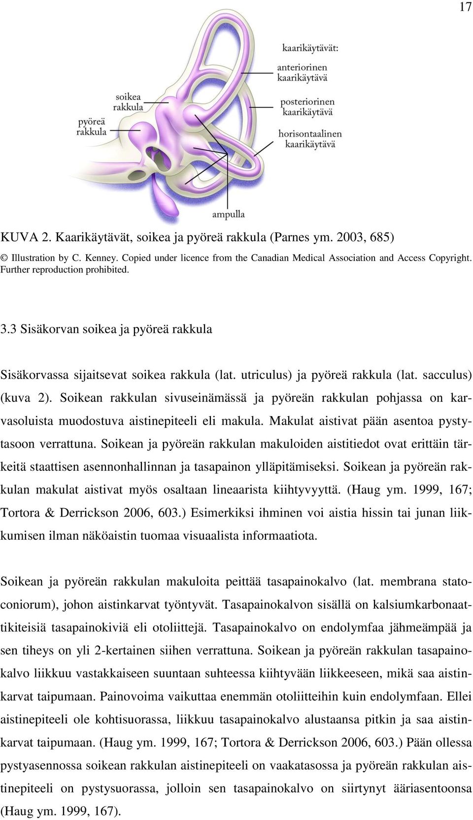 Soikean rakkulan sivuseinämässä ja pyöreän rakkulan pohjassa on karvasoluista muodostuva aistinepiteeli eli makula. Makulat aistivat pään asentoa pystytasoon verrattuna.