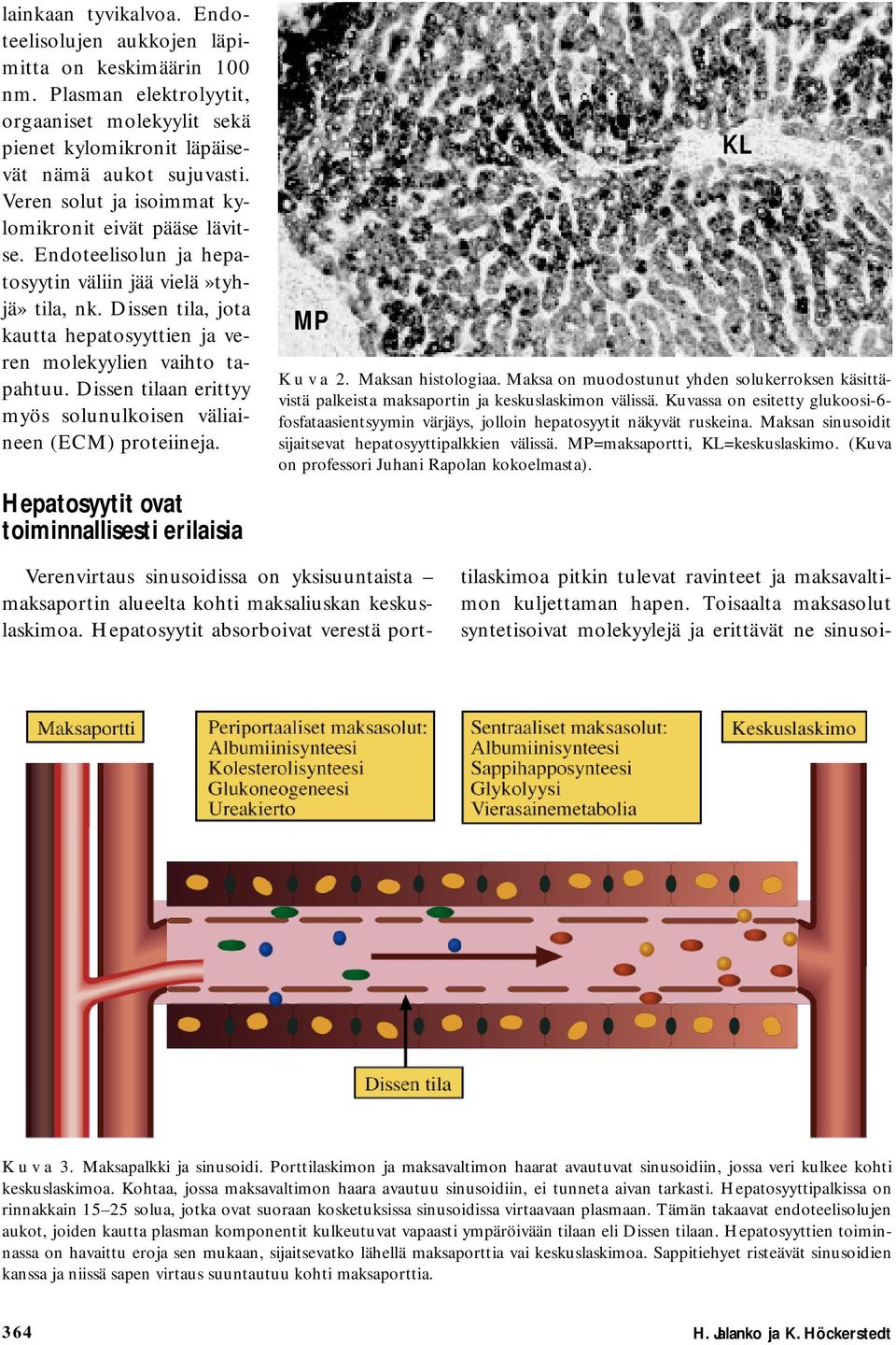 Dissen tilaan erittyy myös solunulkoisen väliaineen (ECM) proteiineja. Hepatosyytit ovat toiminnallisesti erilaisia MP K u v a 2. Maksan histologiaa.