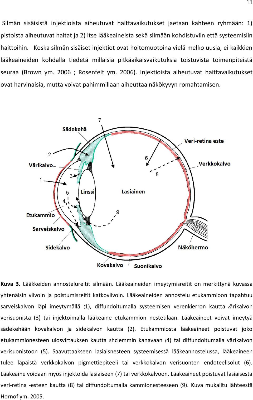 2006 ; Rosenfelt ym. 2006). Injektioista aiheutuvat haittavaikutukset ovat harvinaisia, mutta voivat pahimmillaan aiheuttaa näkökyvyn romahtamisen. Kuva 3. Lääkkeiden annostelureitit silmään.