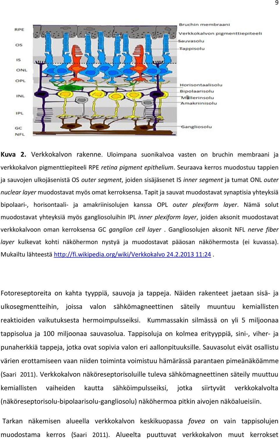 Tapit ja sauvat muodostavat synaptisia yhteyksiä bipolaari-, horisontaali- ja amakriinisolujen kanssa OPL outer plexiform layer.