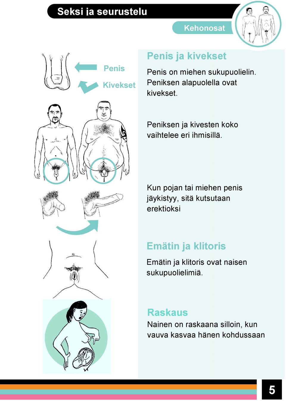 Kun pojan tai miehen penis jäykistyy, sitä kutsutaan erektioksi Emätin ja klitoris Emätin