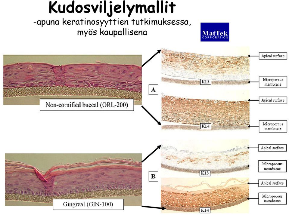 keratinosyyttien