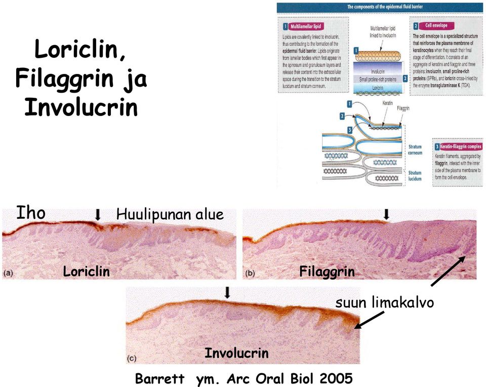 Loriclin Filaggrin suun