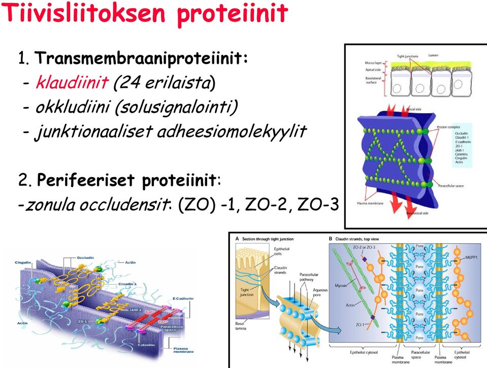 - okkludiini (solusignalointi) - junktionaaliset
