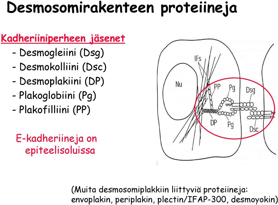 Plakofilliini (PP) E-kadheriineja on epiteelisoluissa (Muita
