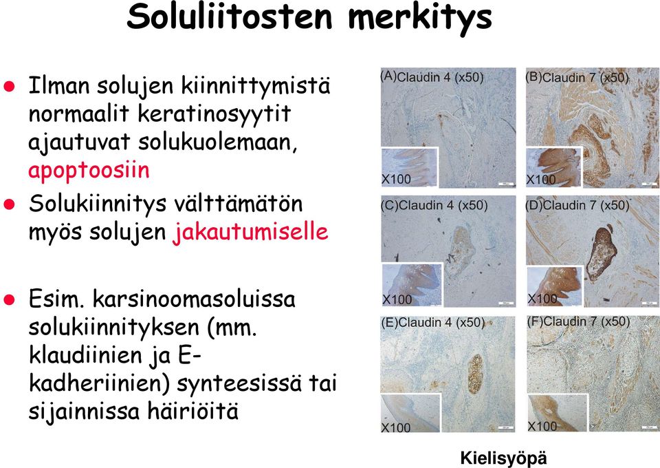 välttämätön myös solujen jakautumiselle Esim.
