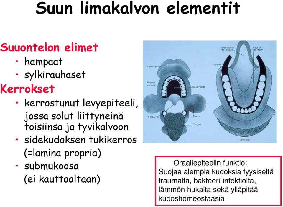 (=lamina propria) submukoosa (ei kauttaaltaan) Oraaliepiteelin funktio: Suojaa alempia