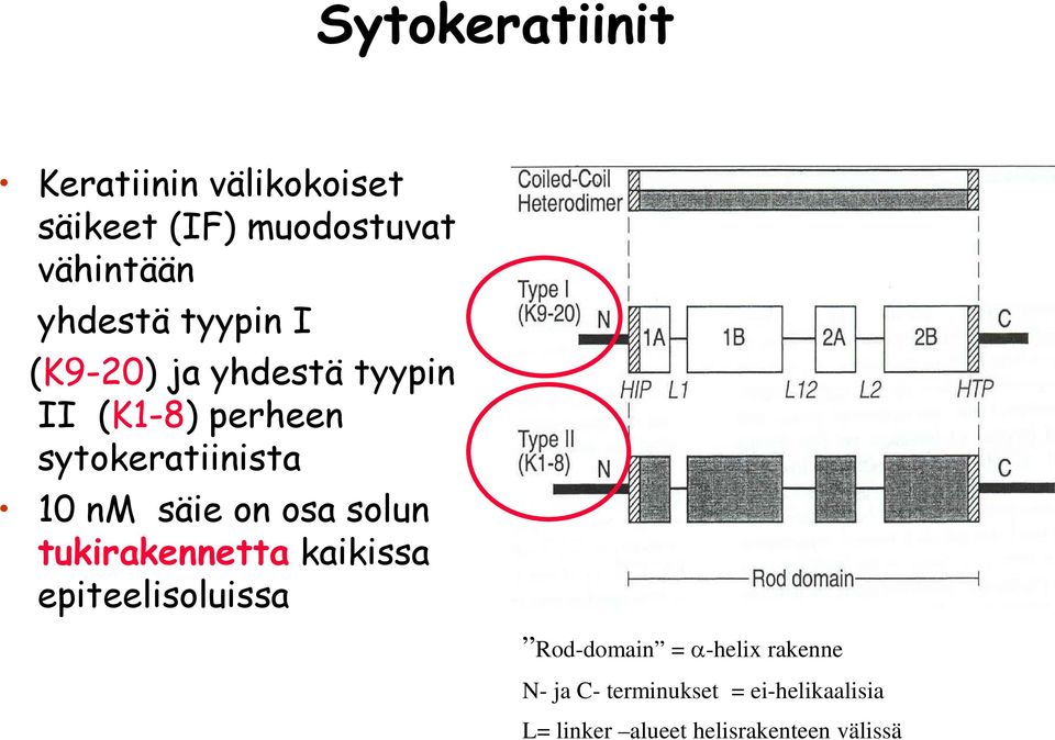 nm säie on osa solun tukirakennetta kaikissa epiteelisoluissa Rod-domain =