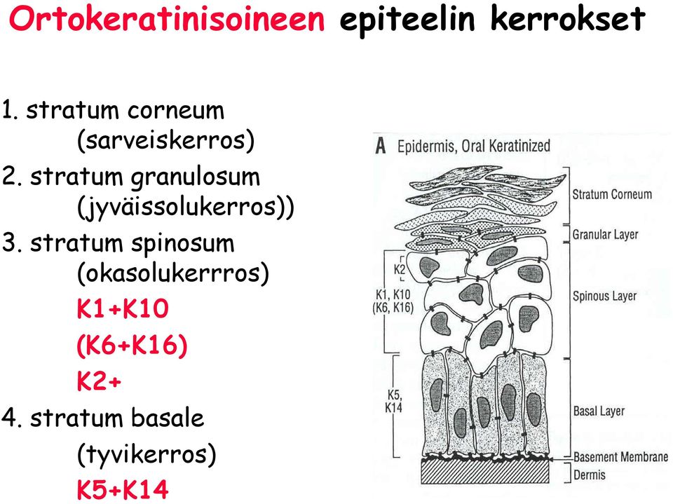 stratum granulosum (jyväissolukerros)) 3.