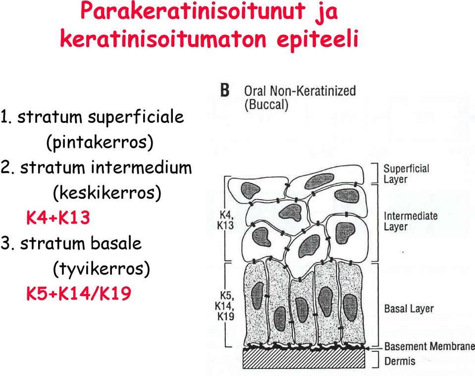 stratum superficiale (pintakerros) 2.