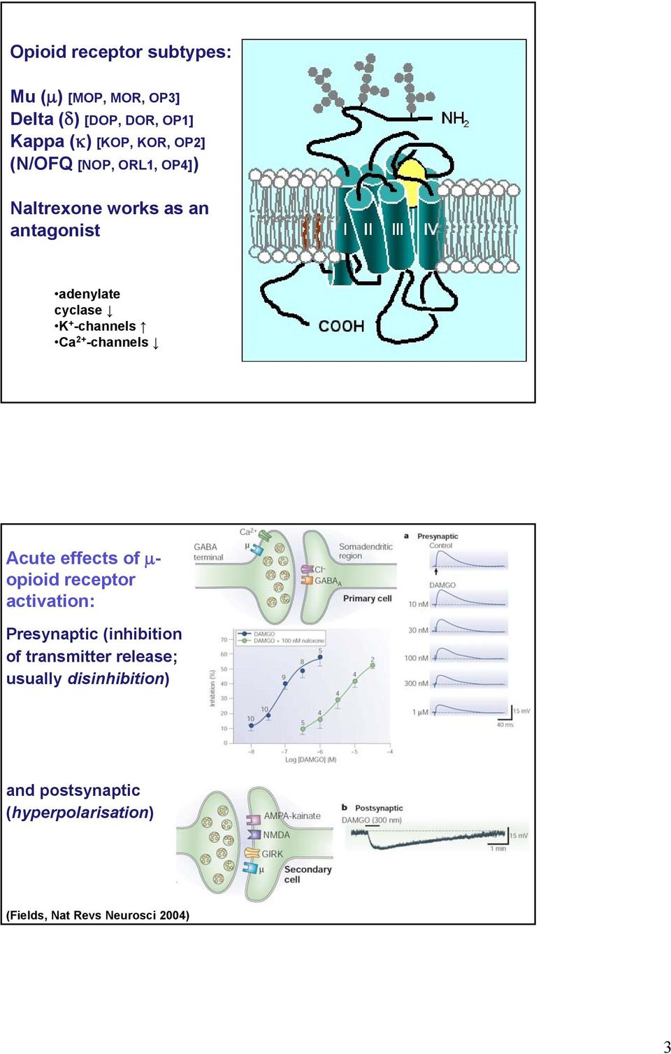 2+ -channels Acute effects of - opioid receptor activation: Presynaptic (inhibition of transmitter
