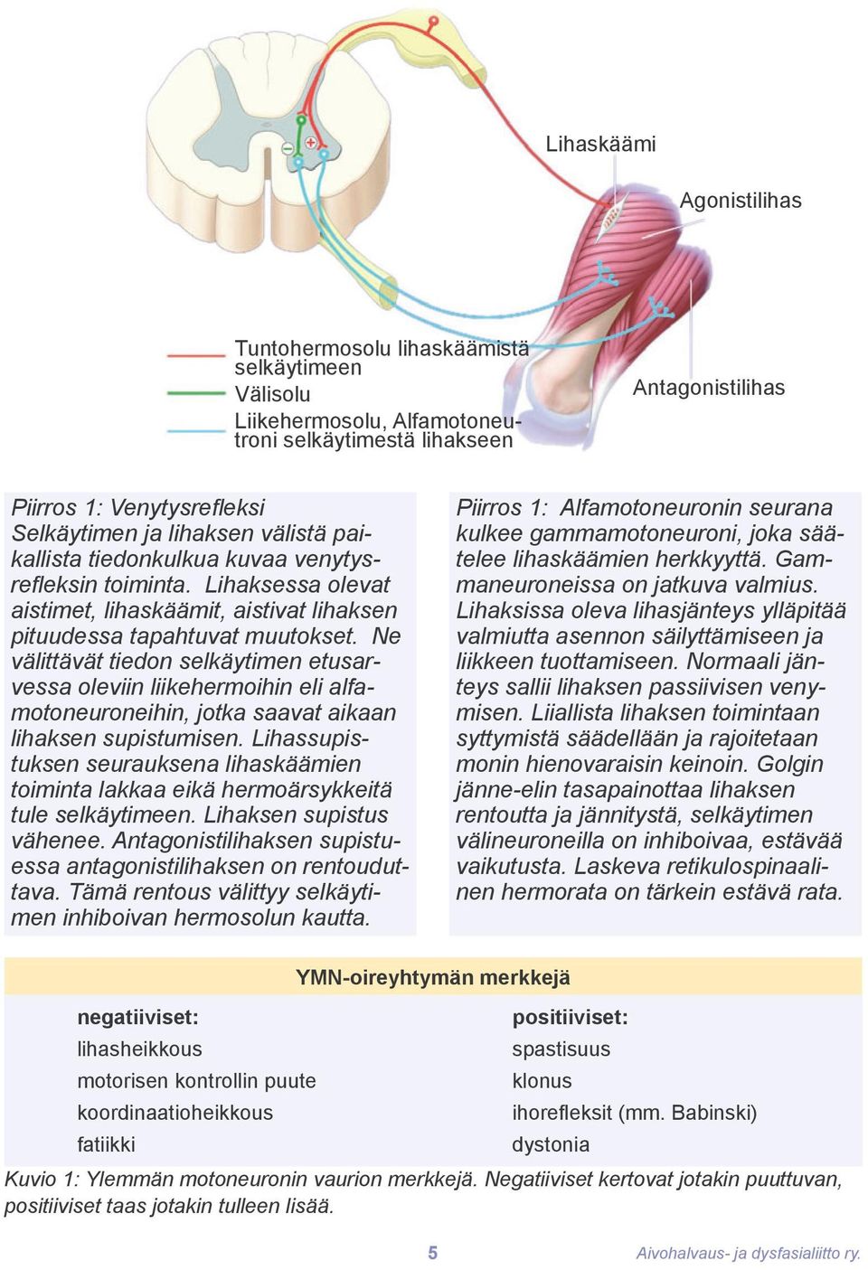 Ne välittävät tiedon selkäytimen etusarvessa oleviin liikehermoihin eli alfamotoneuroneihin, jotka saavat aikaan lihaksen supistumisen.