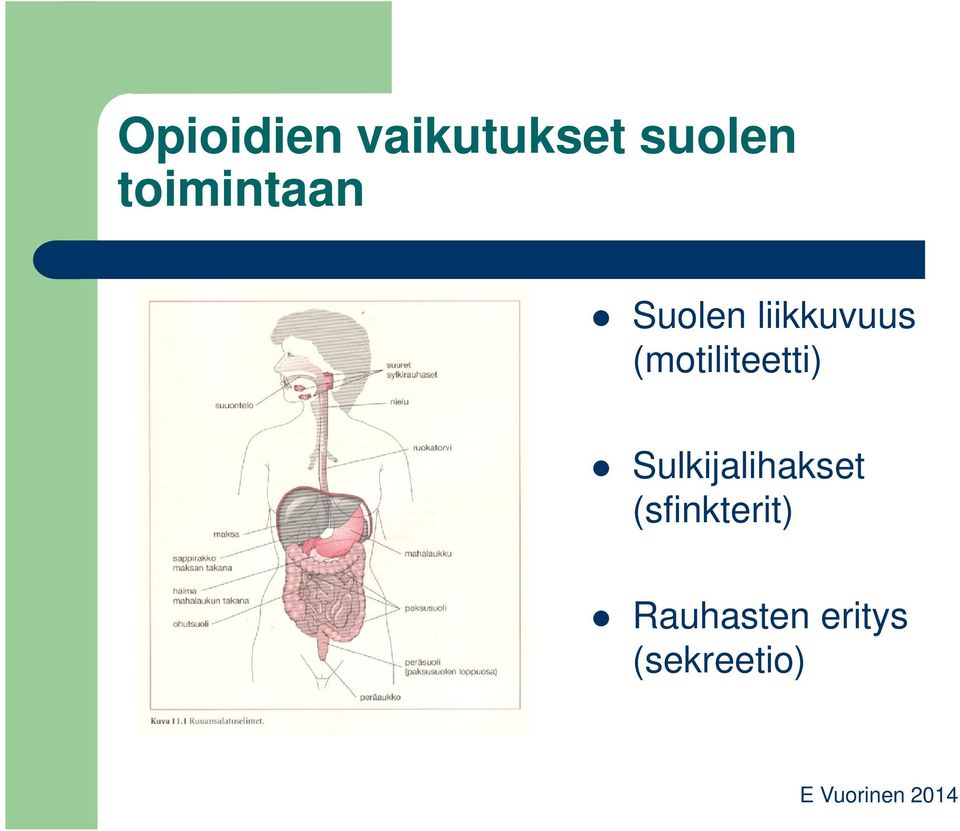 (motiliteetti) Sulkijalihakset