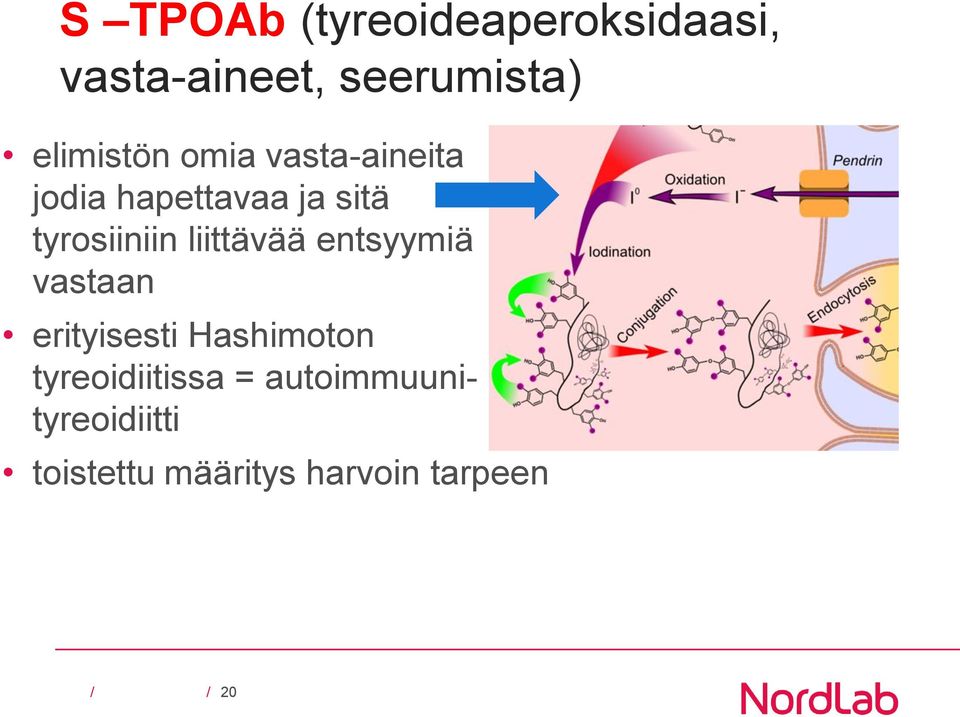 tyrosiiniin liittävää entsyymiä vastaan erityisesti Hashimoton