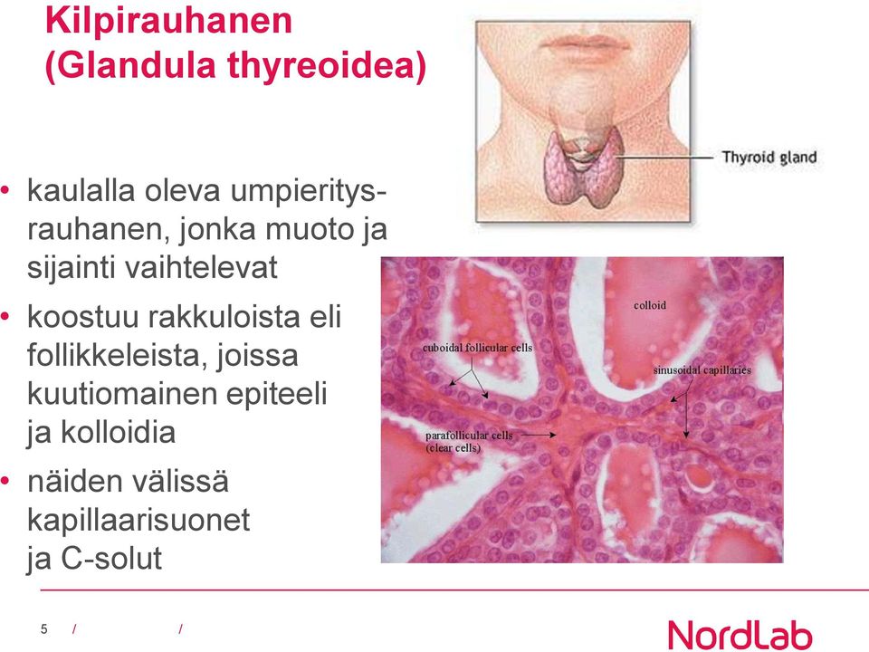 koostuu rakkuloista eli follikkeleista, joissa kuutiomainen