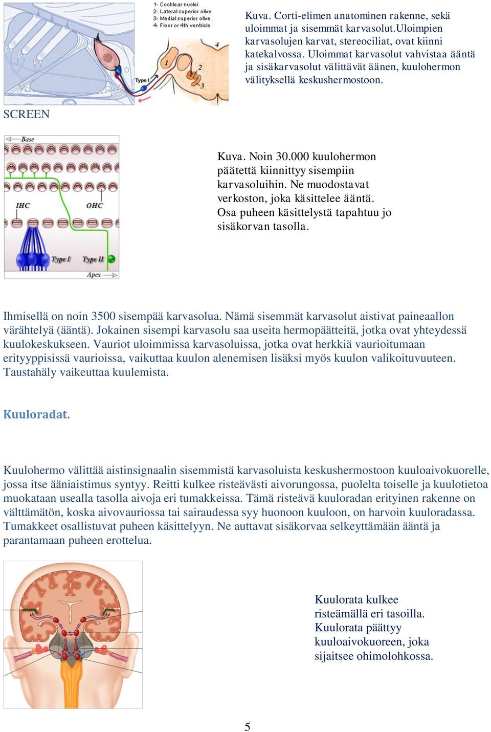 Ne muodostavat verkoston, joka käsittelee ääntä. Osa puheen käsittelystä tapahtuu jo sisäkorvan tasolla. Ihmisellä on noin 3500 sisempää karvasolua.