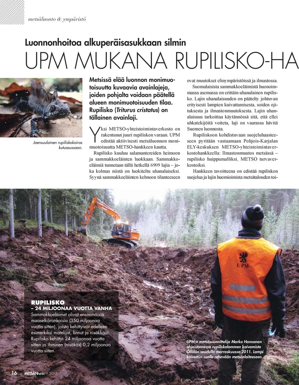 Y RUPILISKO 24 MILJOONAA VUOTTA VANHA Sammakkoeläimet olivat ensimmäisiä maaselkärankaisia (350 miljoonaa vuotta sitten), joista kehittyivät edelleen esimerkiksi matelijat, linnut ja nisäkkäät.