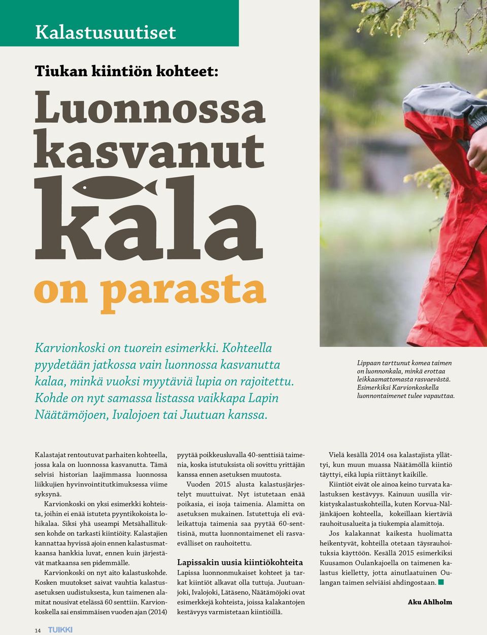 Lippaan tarttunut komea taimen on luonnonkala, minkä erottaa leikkaamattomasta rasvaevästä. Esimerkiksi Karvionkoskella luonnontaimenet tulee vapauttaa.