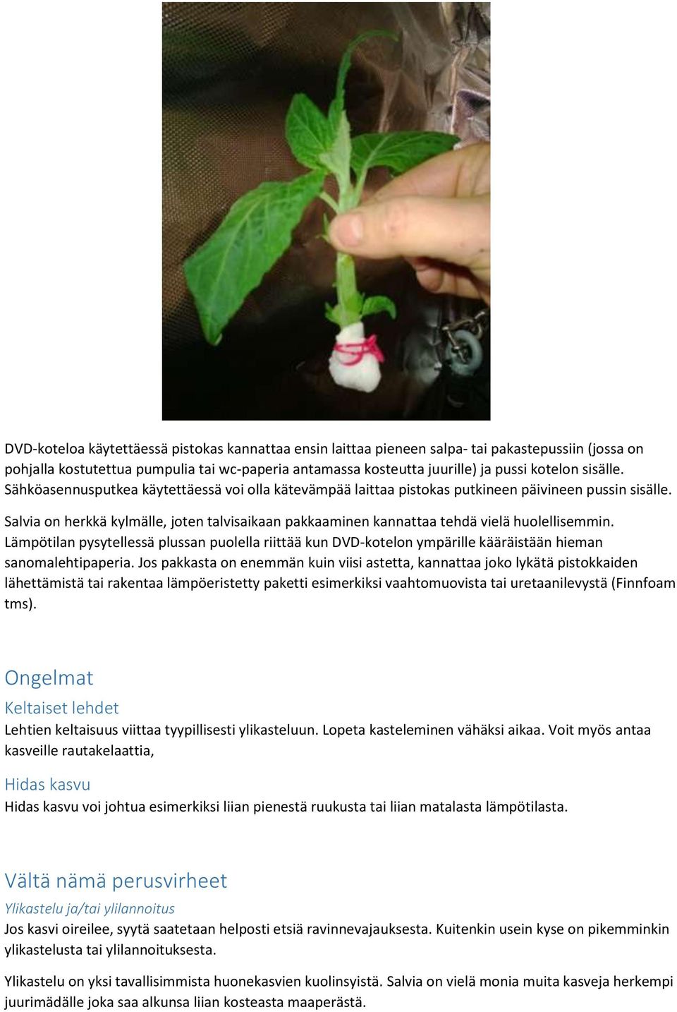 Salvia on herkkä kylmälle, joten talvisaikaan pakkaaminen kannattaa tehdä vielä huolellisemmin.