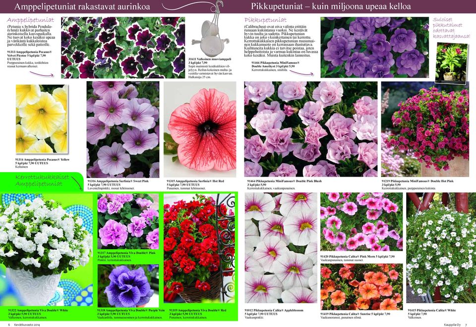 91313 Amppelipetunia Pecasus Velvet Picotee 5 kpl/pkt 7,90 UUTUUS Purppurainen kukka, terälehtien reunat kermanvalkoiset.