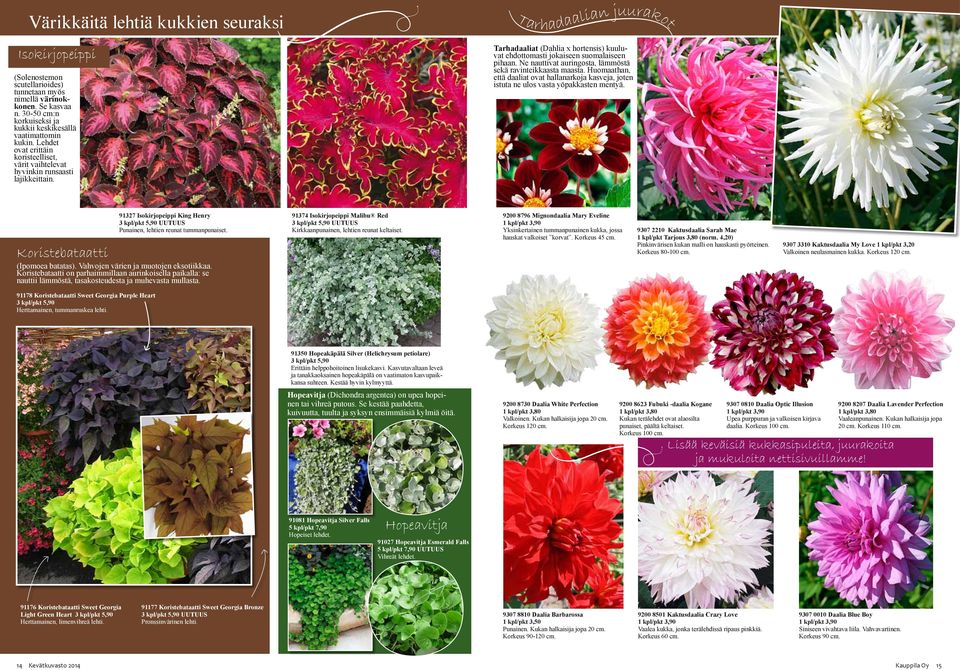 Tarhadaalian juurakot Daaliat kotipihan katseenvangitsijat Tarhadaaliat (Dahlia x hortensis) kuuluvat ehdottomasti jokaiseen suomalaiseen pihaan.