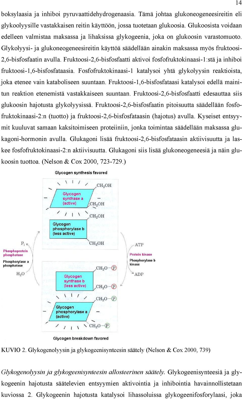 Glykolyysi- ja glukoneogeneesireitin käyttöä säädellään ainakin maksassa myös fruktoosi- 2,6-bisfosfaatin avulla.