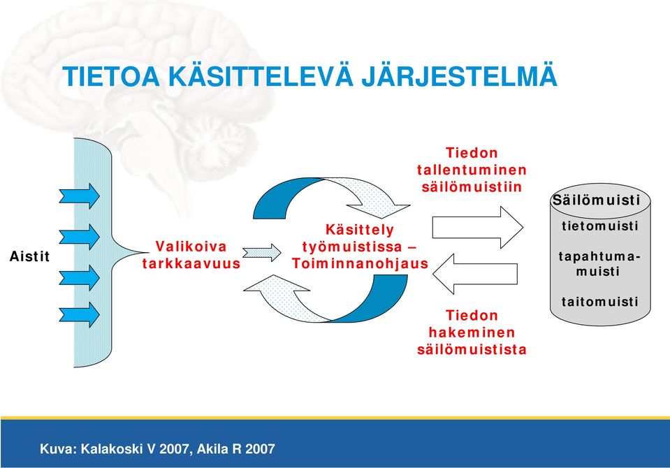 Käsittely työmuistissa Toiminnanohjaus tietomuisti