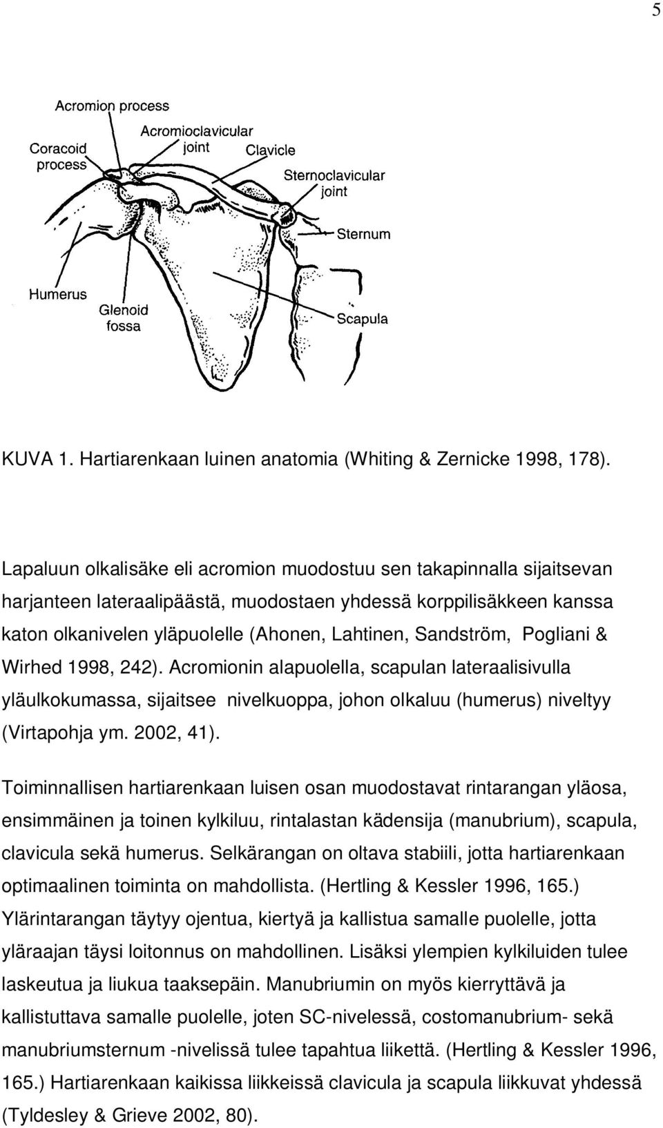 Sandström, Pogliani & Wirhed 1998, 242). Acromionin alapuolella, scapulan lateraalisivulla yläulkokumassa, sijaitsee nivelkuoppa, johon olkaluu (humerus) niveltyy (Virtapohja ym. 2002, 41).