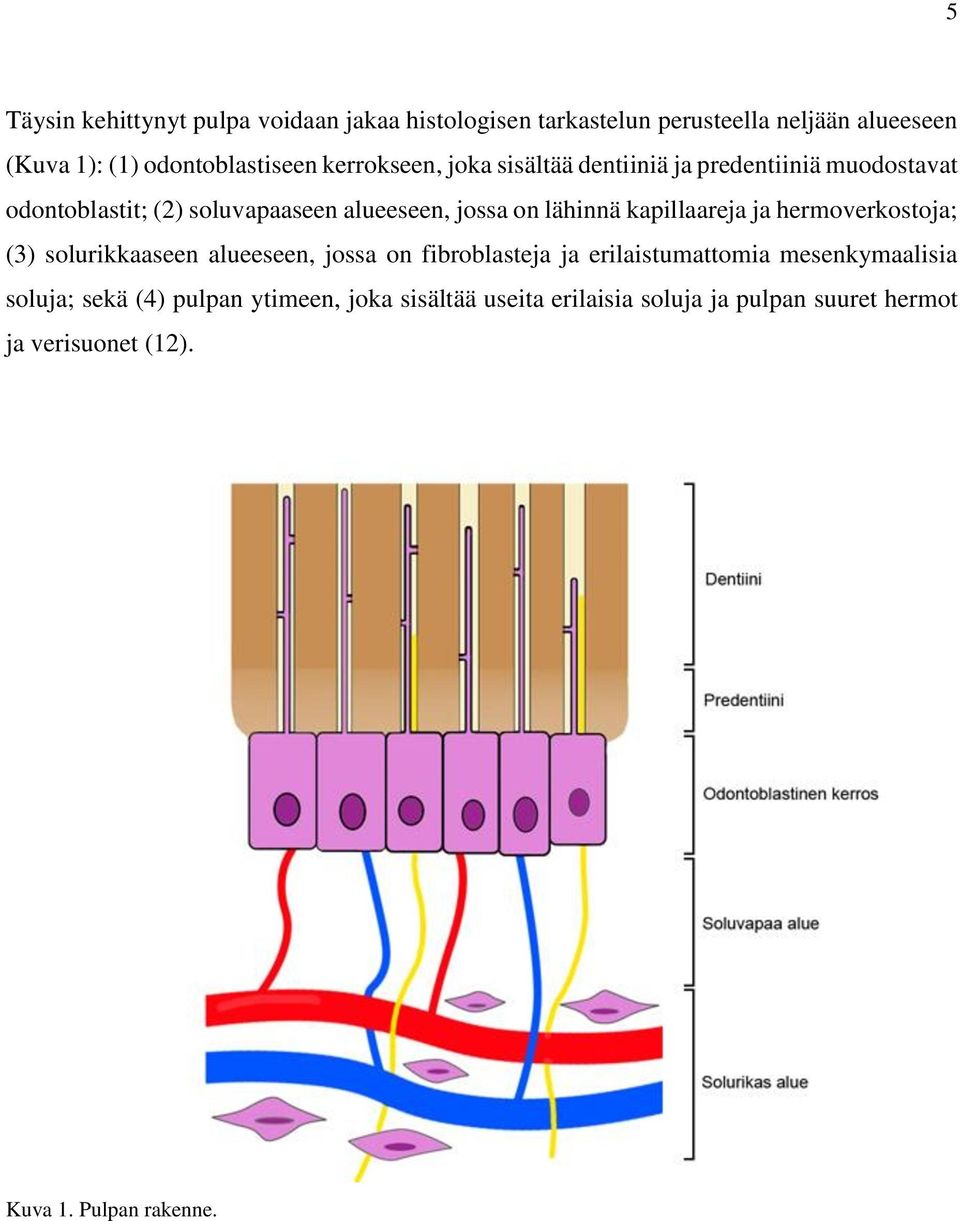 kapillaareja ja hermoverkostoja; (3) solurikkaaseen alueeseen, jossa on fibroblasteja ja erilaistumattomia mesenkymaalisia
