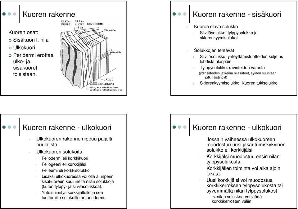 Tylppysolukko: ravinteiden varasto (ydinsäteiden jatkeina nilasäteet, syiden suuntaan pitkittäistylpyt) 3.