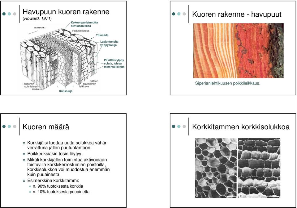 Kivisoluja Kuoren määrä Korkkitammen korkkisolukkoa Korkkijälsi tuottaa uutta solukkoa vähän verrattuna jällen puutuotantoon.