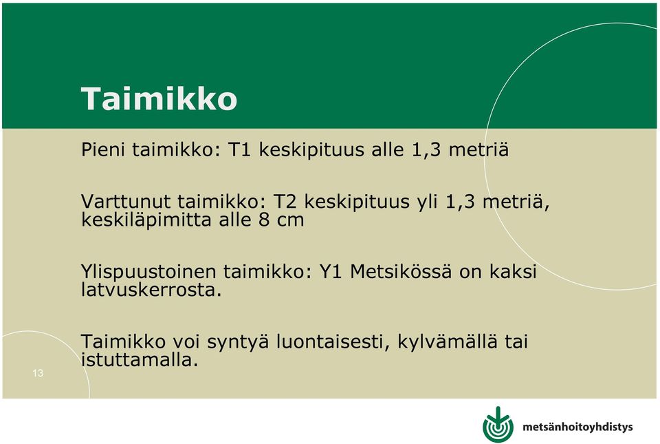 Ylispuustoinen taimikko: Y1 Metsikössä on kaksi latvuskerrosta.