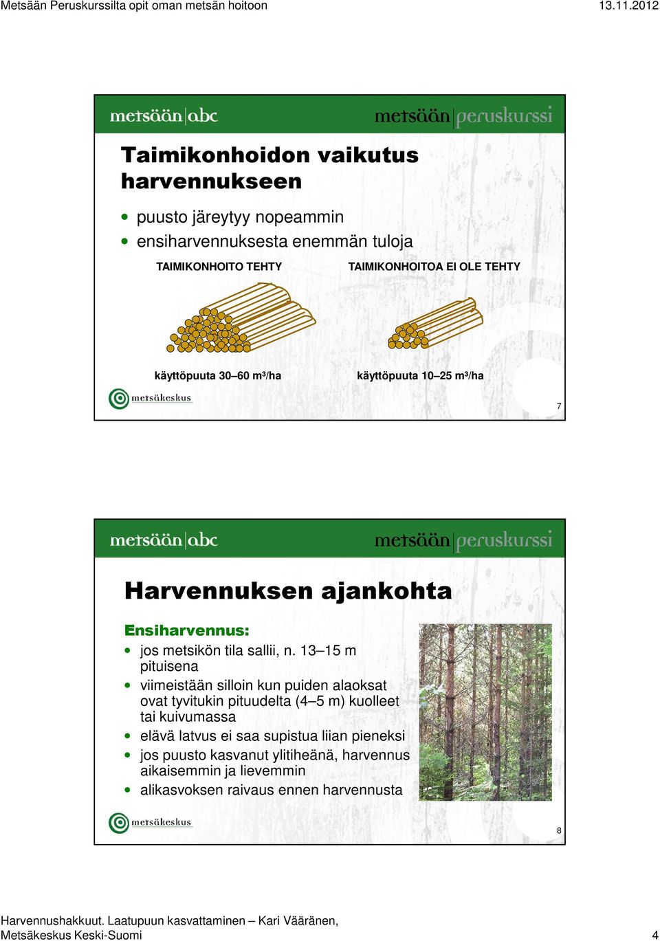 13 15 m pituisena viimeistään silloin kun puiden alaoksat ovat tyvitukin pituudelta (4 5 m) kuolleet tai kuivumassa elävä latvus ei saa