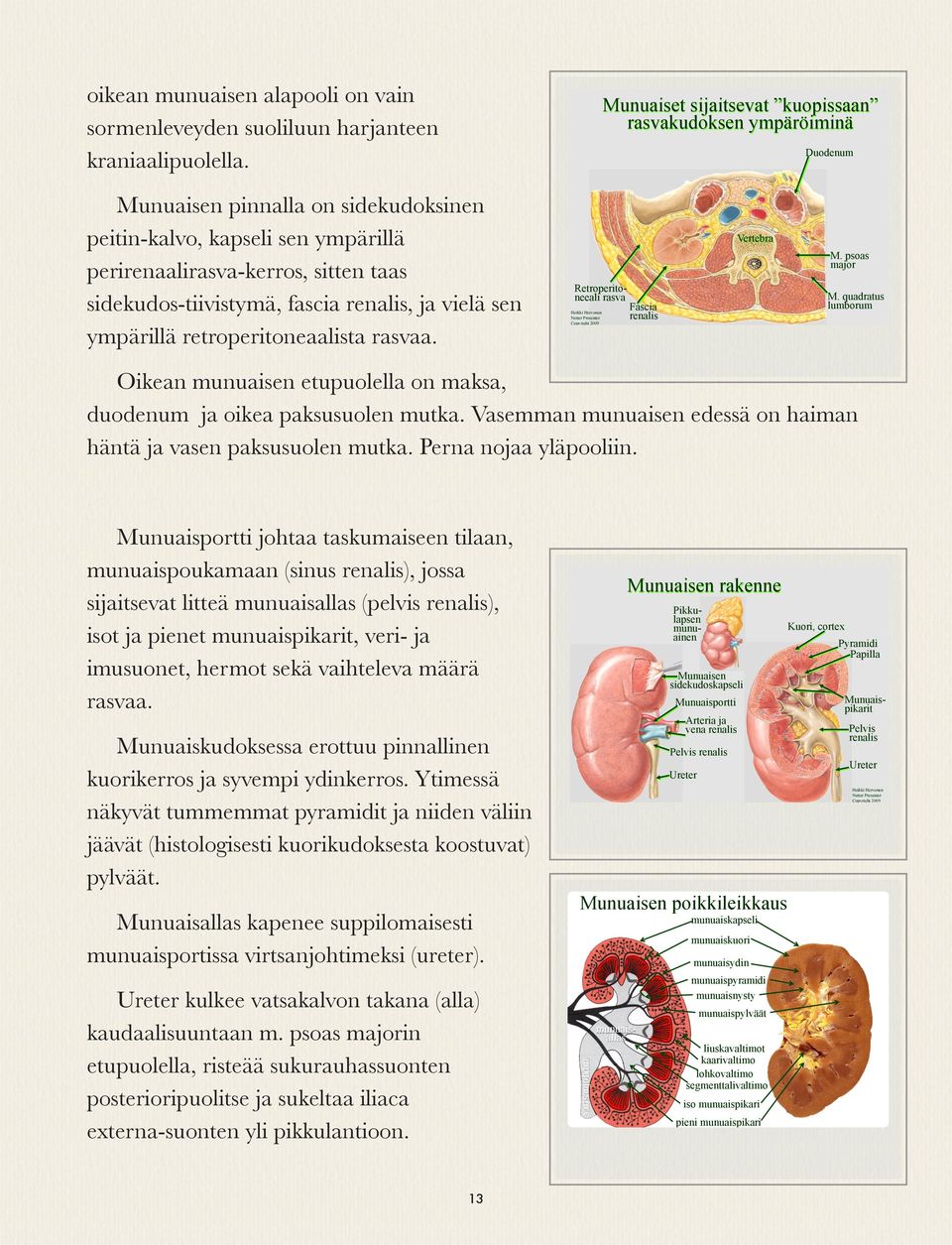 fascia renalis, ja vielä sen ympärillä retroperitoneaalista rasvaa. Retroperitoneeali rasva Fascia renalis Copyright 2009 Vertebra M. psoas major M.