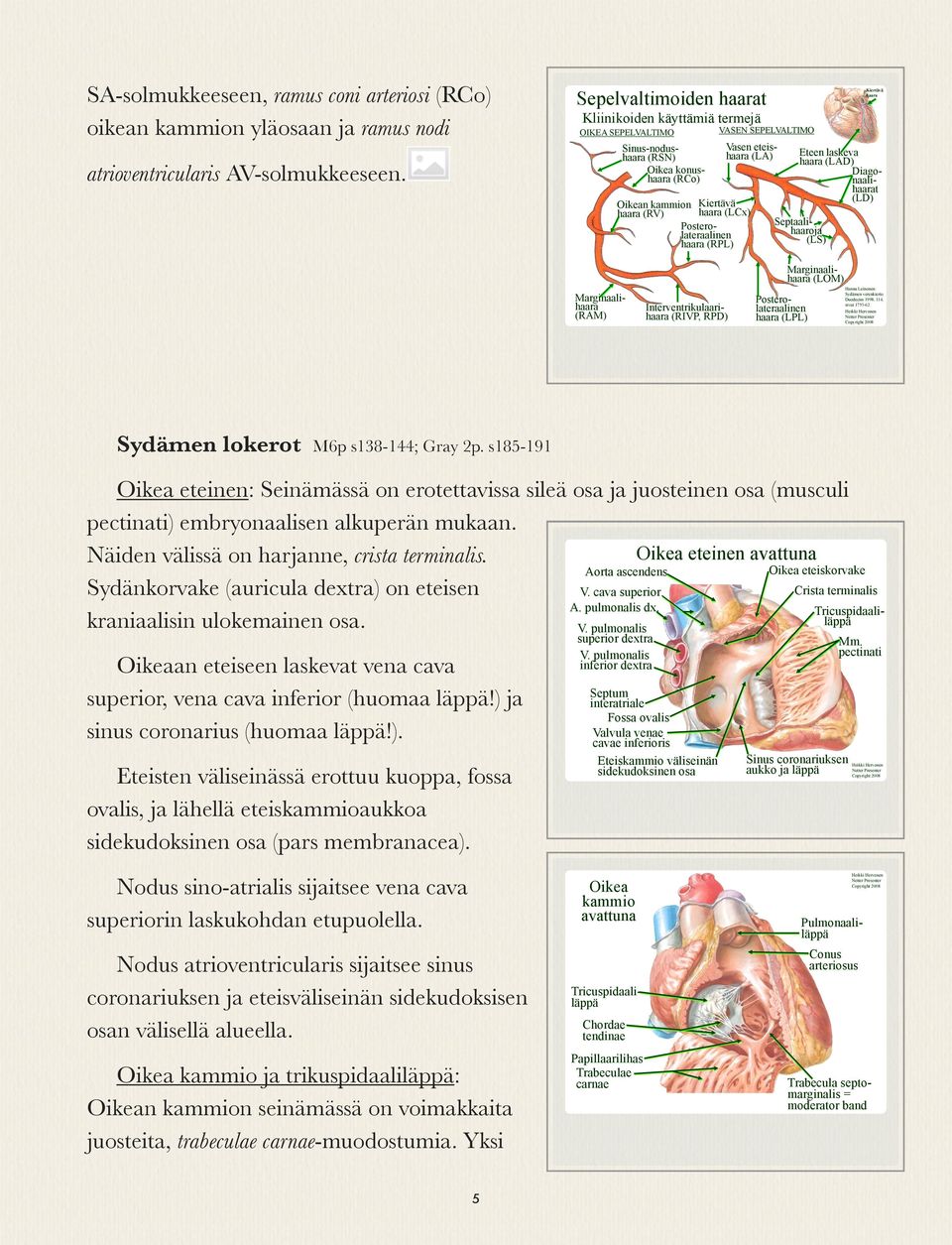 Posterolateraalinen haara (RPL) VASEN SEPELVALTIMO Eteen laskeva haara (LAD) Diagonaalihaarat (LD) Septaalihaaroja (LS) Kiertävä haara Marginaalihaara (RAM) Interventrikulaarihaara (RIVP, RPD)