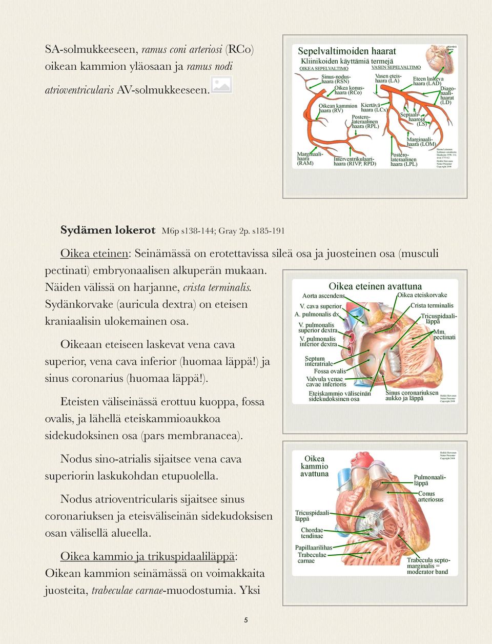 Posterolateraalinen haara (RPL) VASEN SEPELVALTIMO Eteen laskeva haara (LAD) Diagonaalihaarat (LD) Septaalihaaroja (LS) Kiertävä haara Marginaalihaara (RAM) Interventrikulaarihaara (RIVP, RPD)