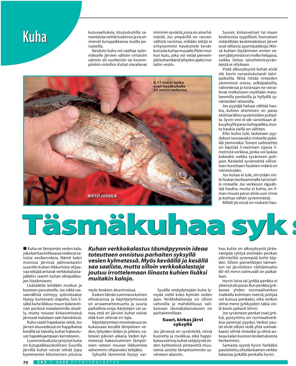 Jos ympärillä on rasvaevällistä ravintoa, mikään tekijä ei erityisemmin houkuttele kevätkutuista kuhaa muualle.paitsi muikun kutu, joka voi vetää pienempiä kuhamääriä lyhyeksi ajaksi mataliin vesiin.