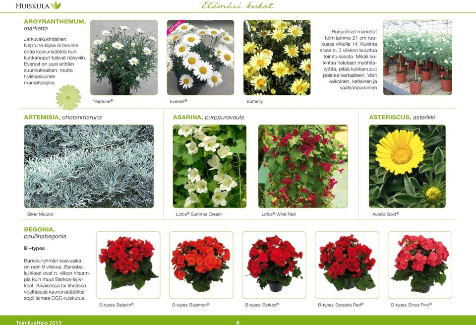 Värit valkoinen, keltainen ja vaaleanpunainen Neptune Everest Butterfly ARTEMISIA, ohotanmaruna ASARINA, purppuravaula ASTERISCUS, asterikki Silver Mound Lofos Summer Cream Lofos Wine Red Aurelia