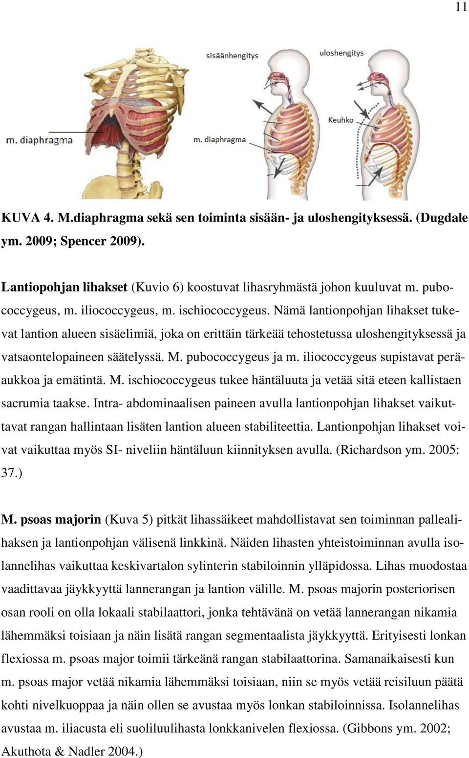 pubococcygeus ja m. iliococcygeus supistavat peräaukkoa ja emätintä. M. ischiococcygeus tukee häntäluuta ja vetää sitä eteen kallistaen sacrumia taakse.