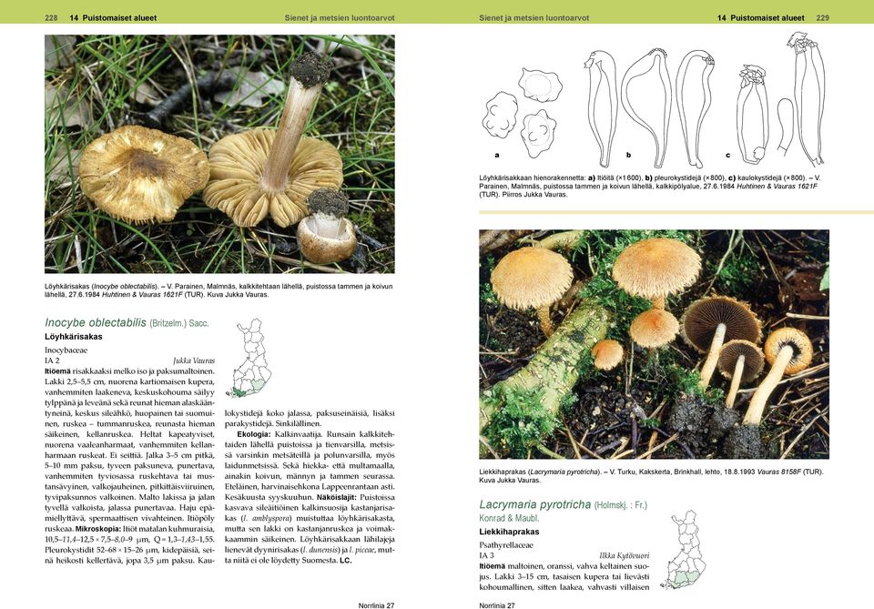 6.1984 Huhtinen & Vauras 1621F (TUR). Kuva Jukka Vauras. Inocybe oblectabilis (Britzelm.) Sacc. Löyhkärisakas Inocybaceae IA 2 Jukka Vauras Itiöemä risakkaaksi melko iso ja paksumaltoinen.