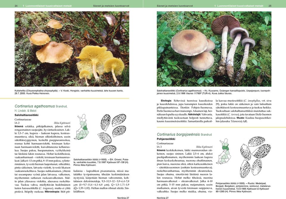 Cortinarius agathosmus Brandrud, H. Lindstr. & Melot Salohaltianseitikki Cortinariaceae IA 2 Ilkka Kytövuori Itiöemä solakka, pitkäjalkainen, jalassa selvä rengasmainen suojusjäte, hyväntuoksuinen.